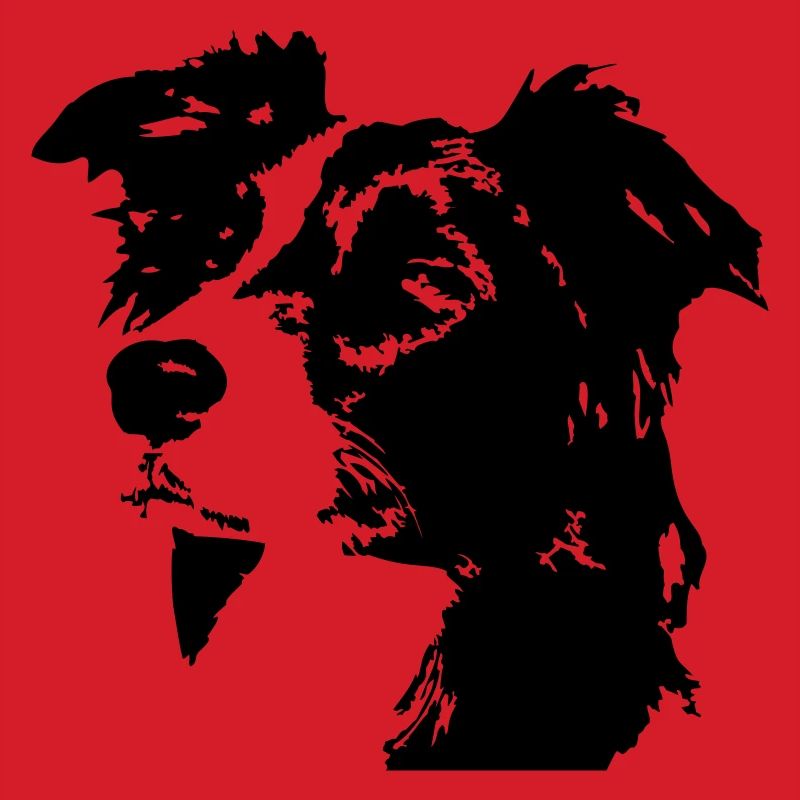 Border Collie Head