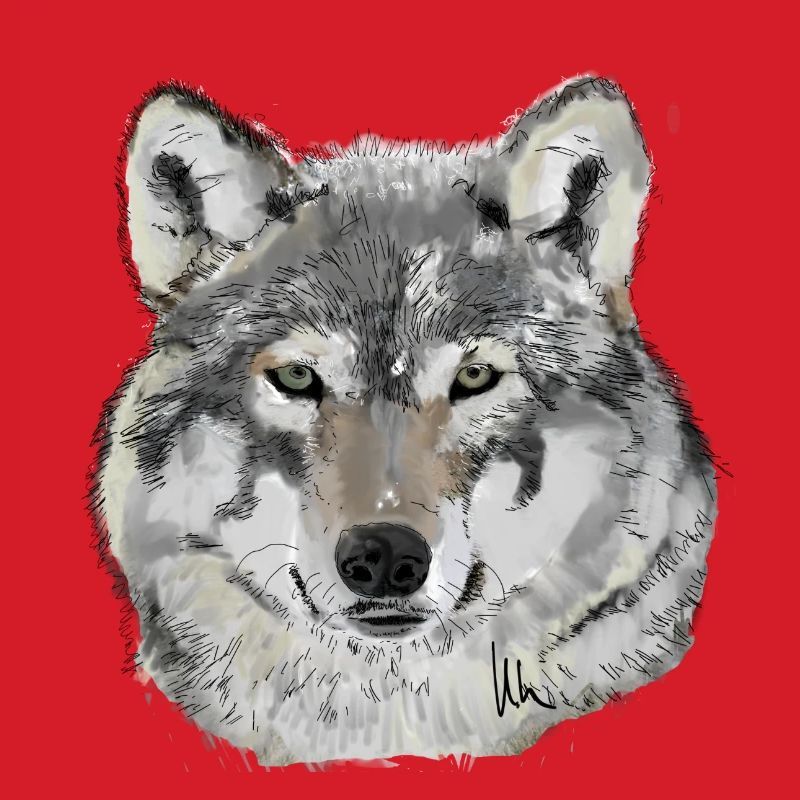 Wolf