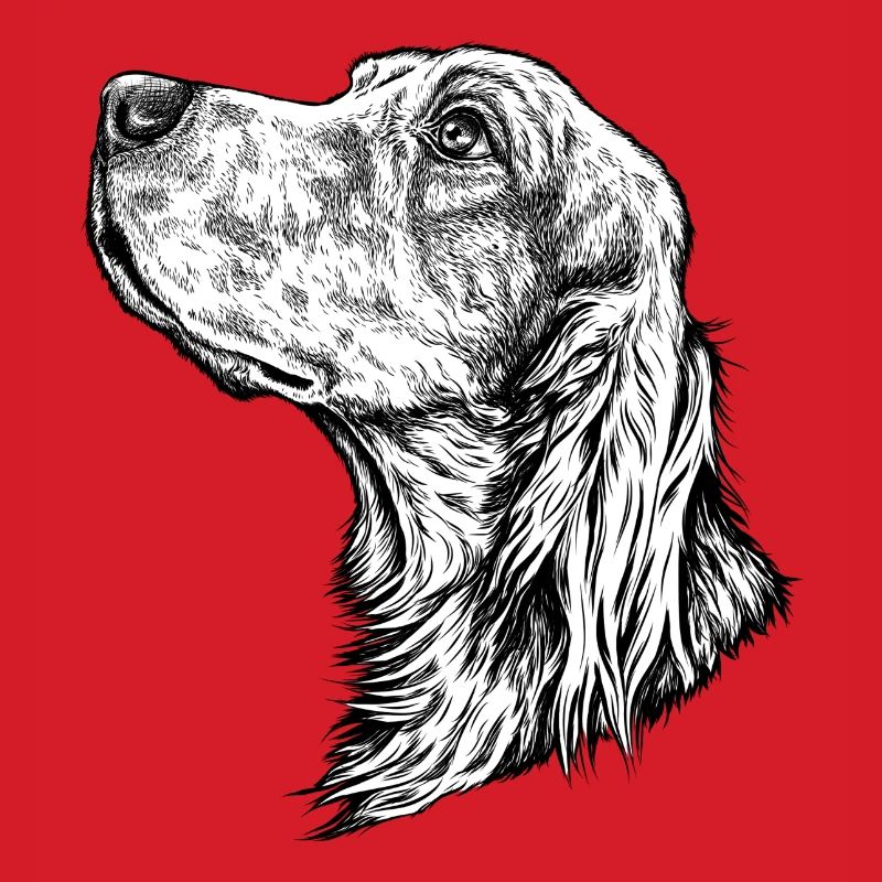 Irish Setter Portrait