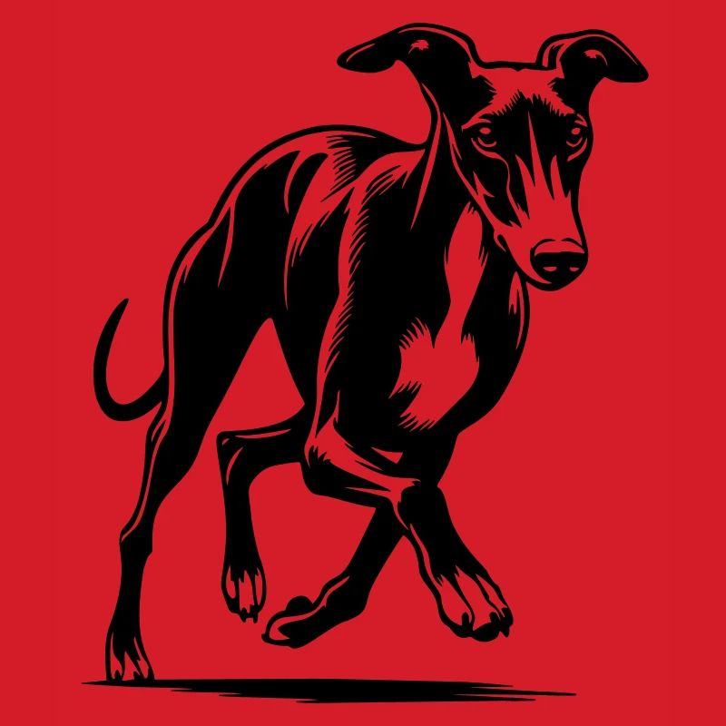 Whippet