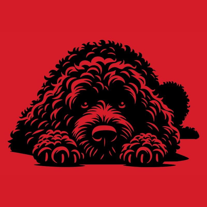 Spanischer Wasserhund