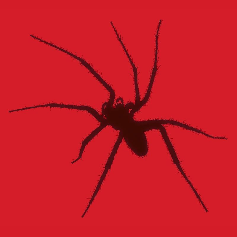 spider