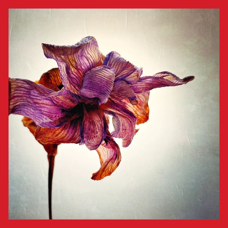 Verwelkte Blume