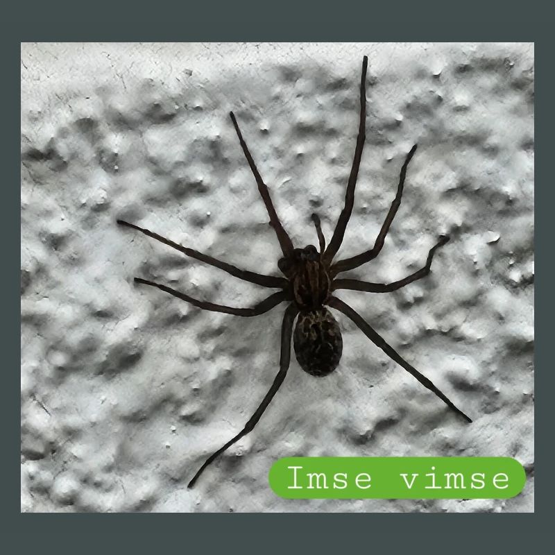 Spinne