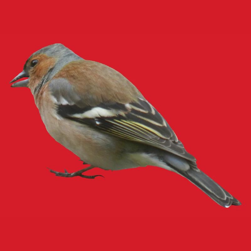 Buchfink (seitlich)