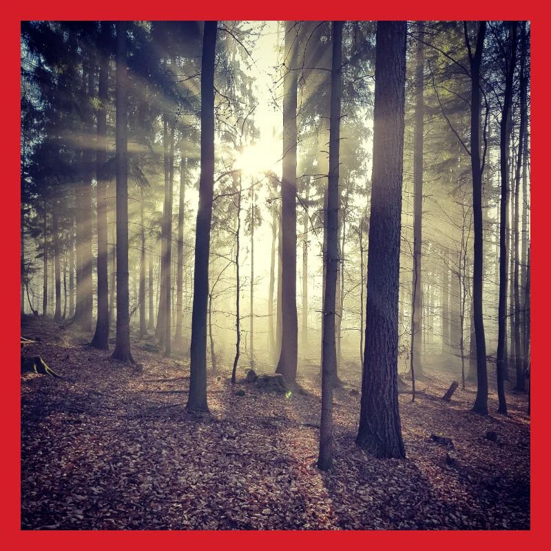 Sonnenstrahlen Waldlicht
