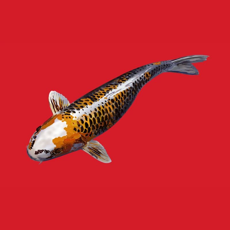 koi karpfen