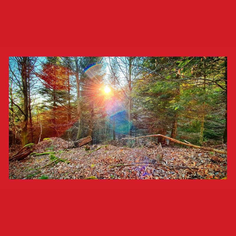 Sonnenlicht im Herbstwald