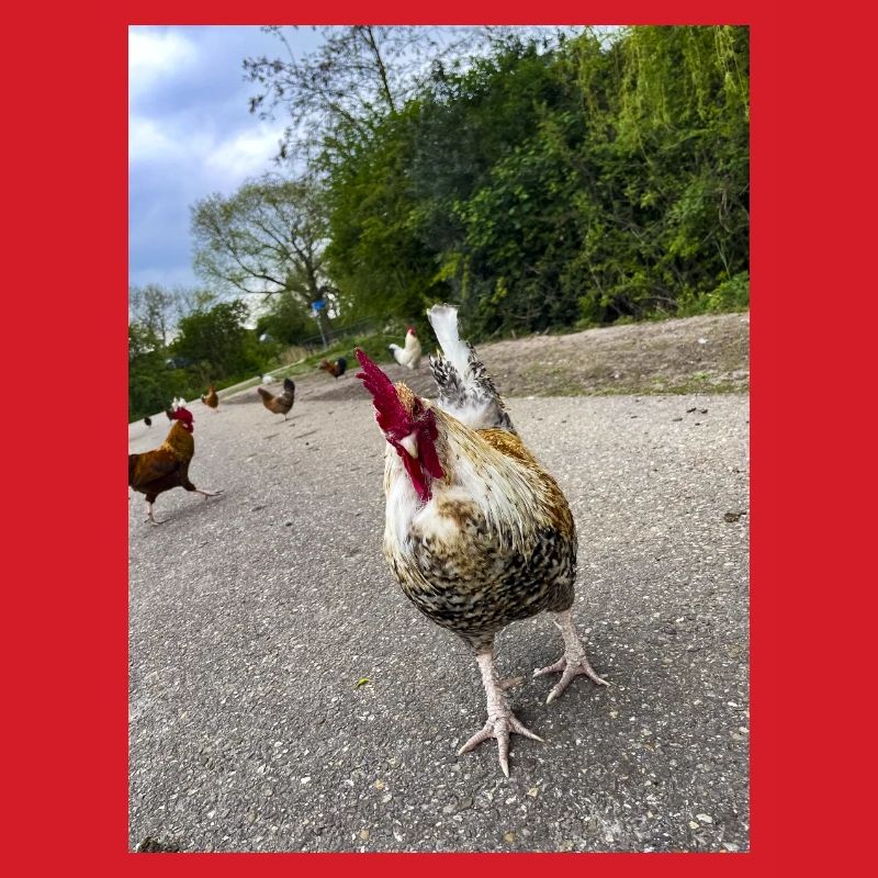 Bist du ein Huhn??