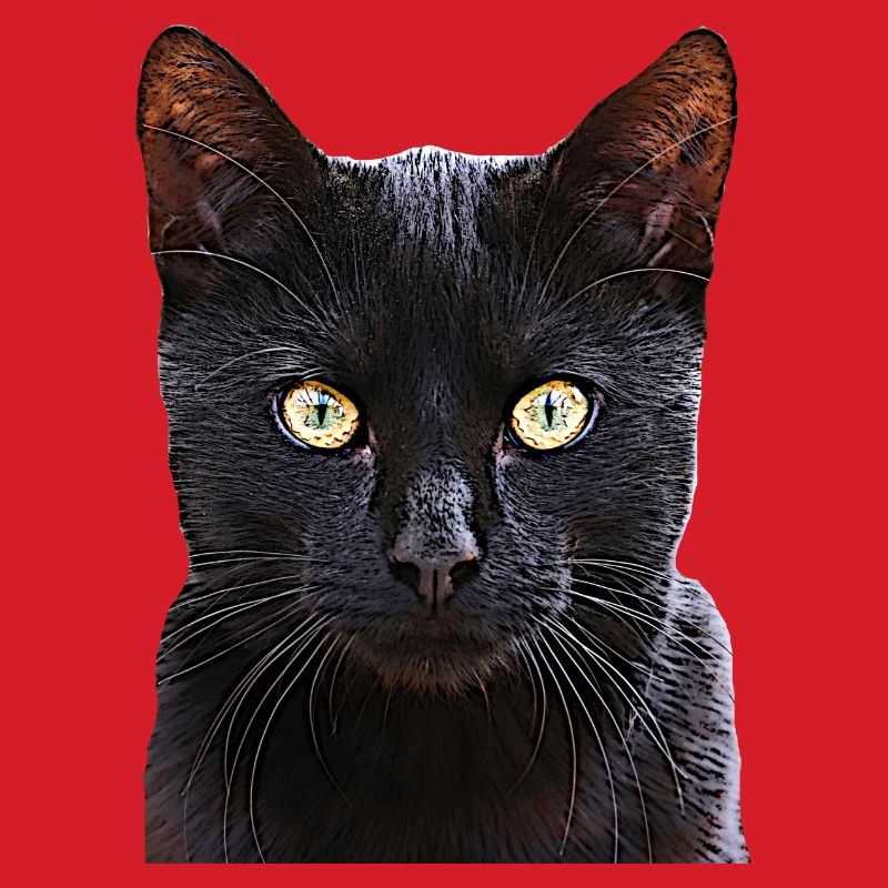 Chat chat cat cats