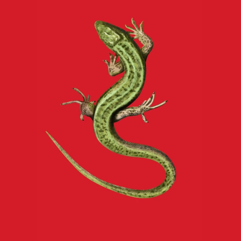 Lizard