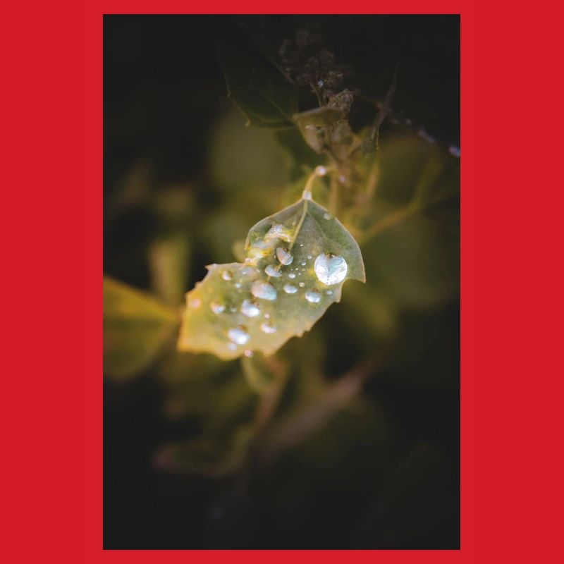 Leaf Water Drops