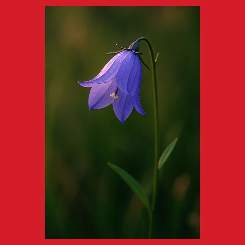 Bluebell