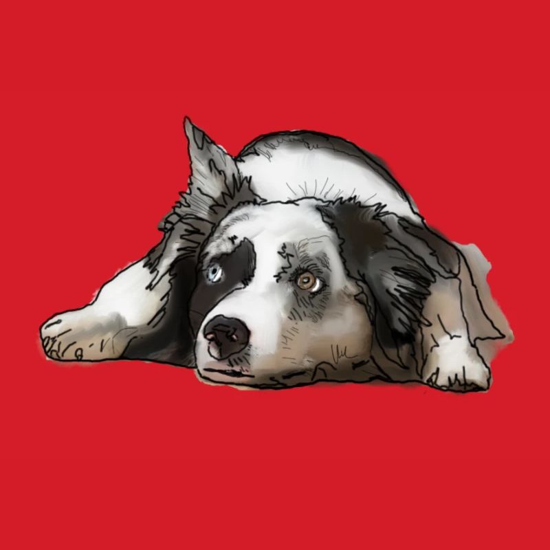 Australian Shepherd