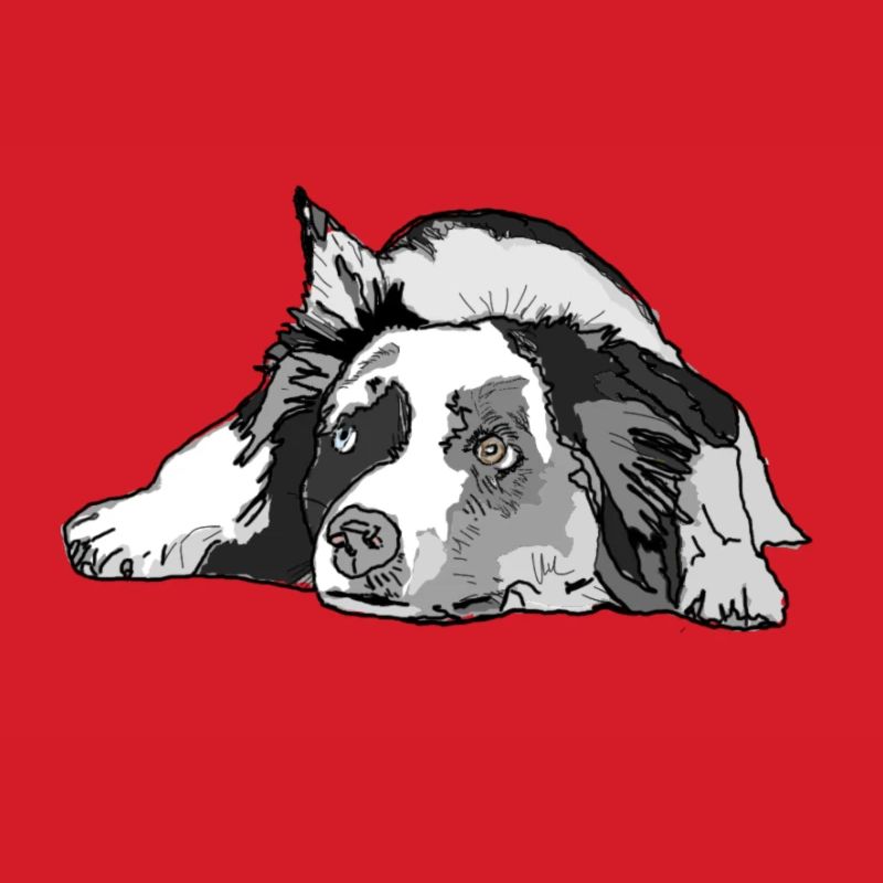 Australian Shepherd