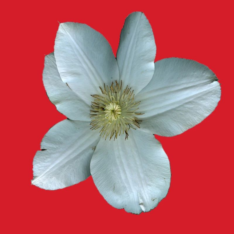 White Clematis Flower