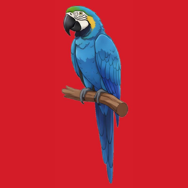 blue macaw