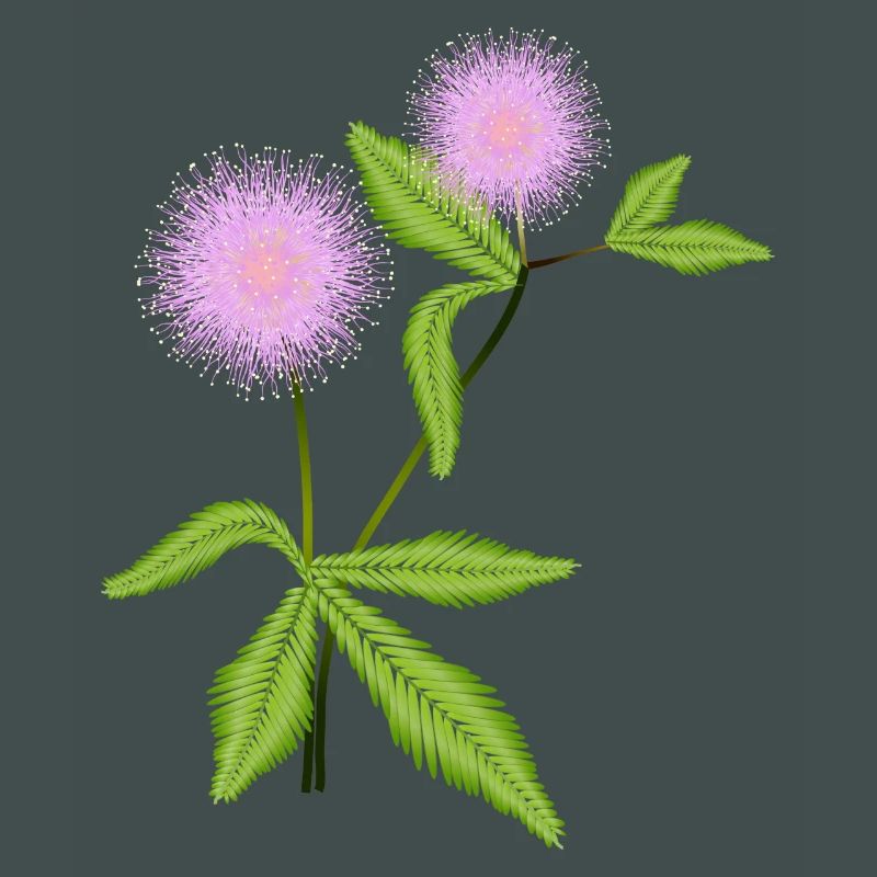 Mimosa plant with its sensitive leaves