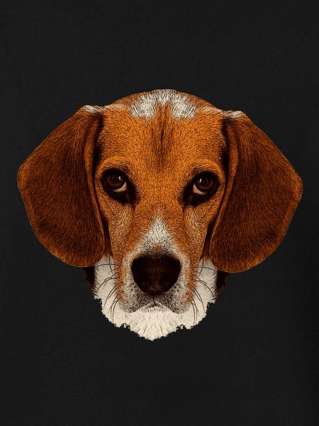 jagdhunde, Beagle leinwand optik