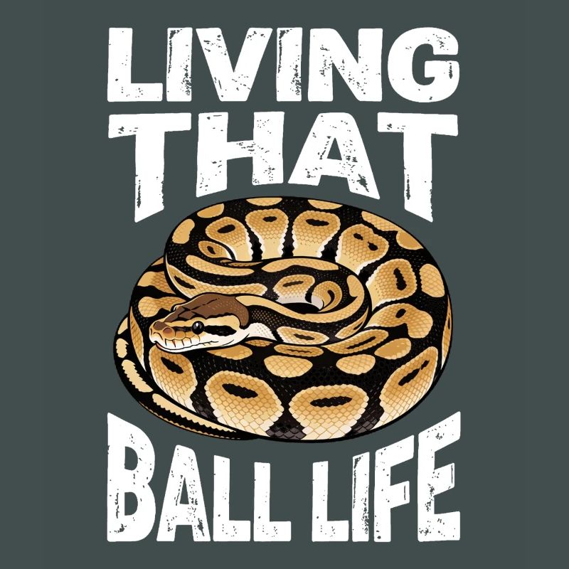 Königspython Schlangen Liebhaber Terrarium Python