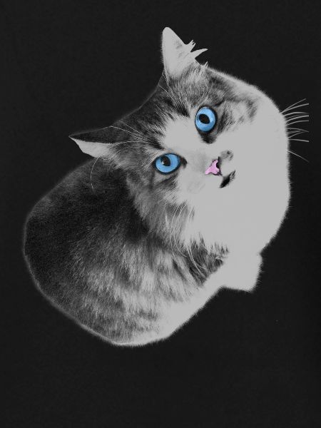 Maya the cat