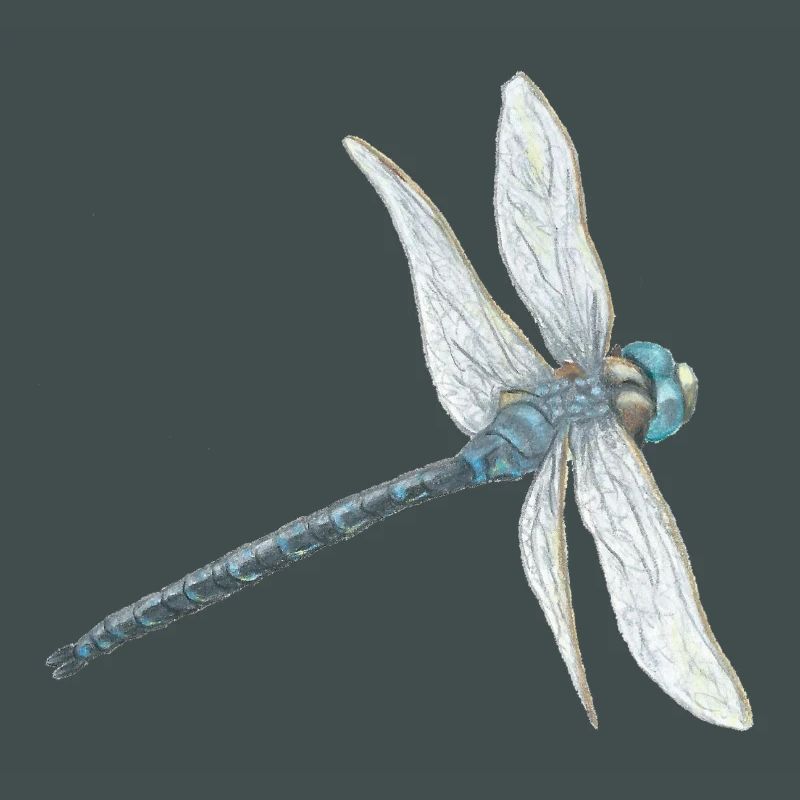 Illustration de libellule sarcelle