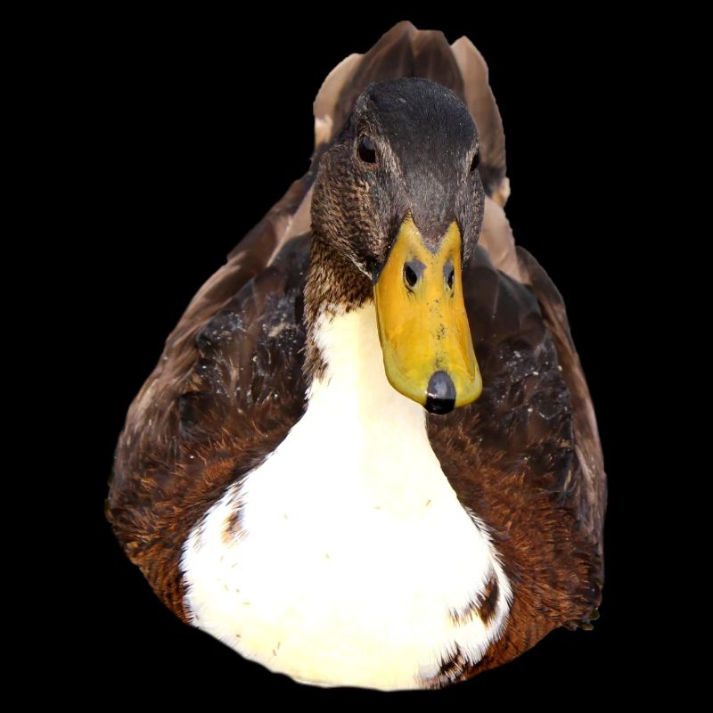 Duck