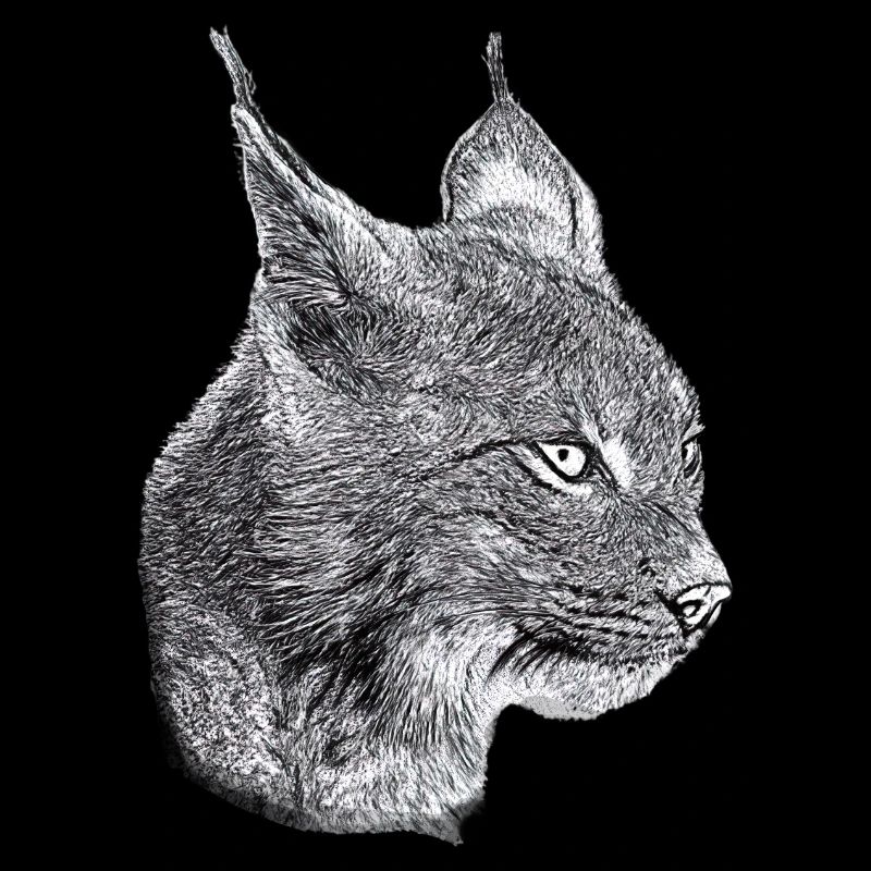 Lynx Cat Freedom Chat sauvage Chat