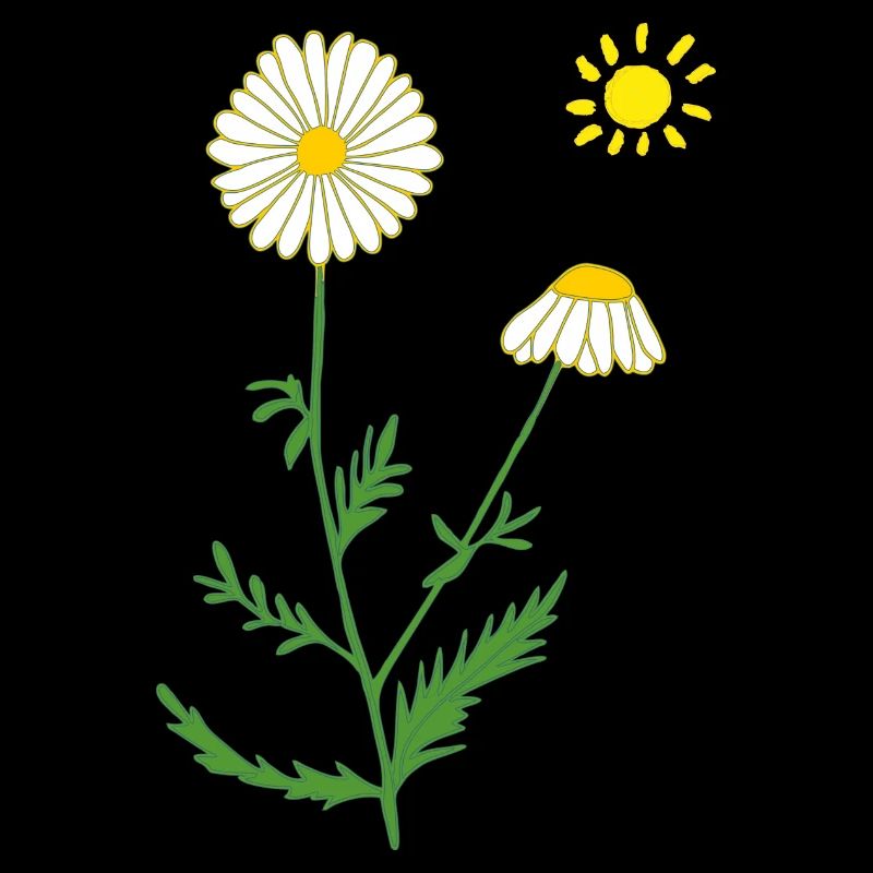 Chamomile with sun