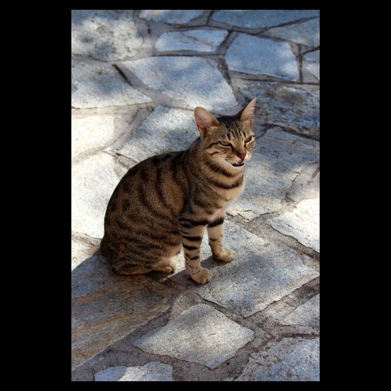 Katze Kätzchen