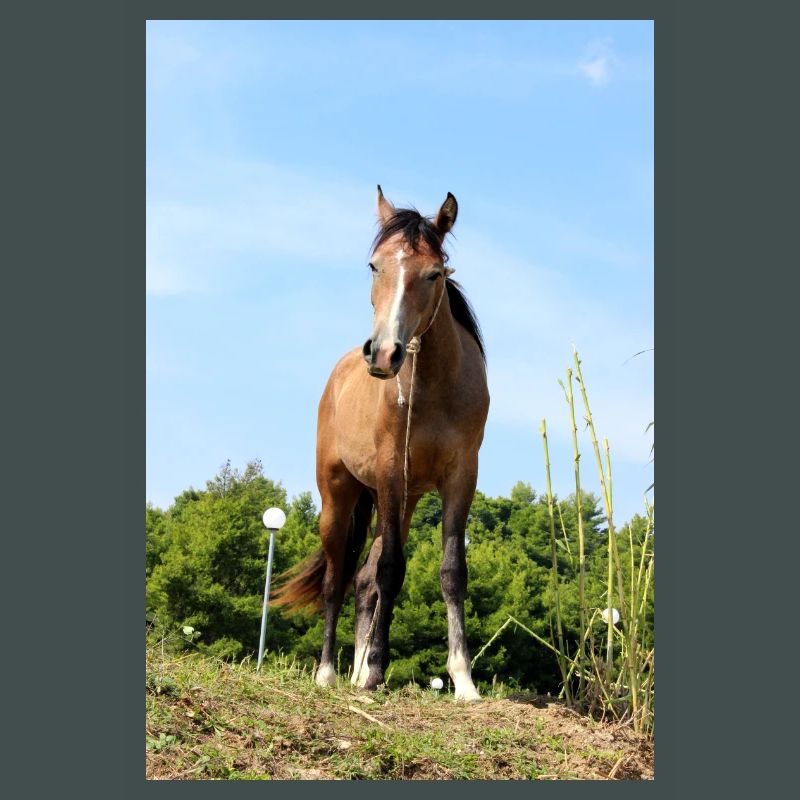 Affiche Cheval Cheval