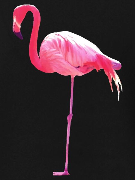 flamingo