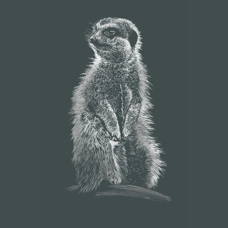 Erdmännchen