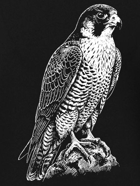 Predatory Falcon Silhouette