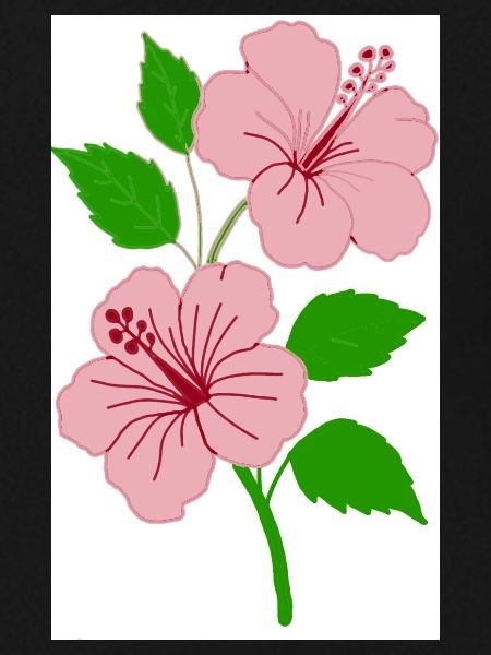 Hibiskus