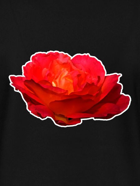 Rote Rose Blume Blüte Geschenk