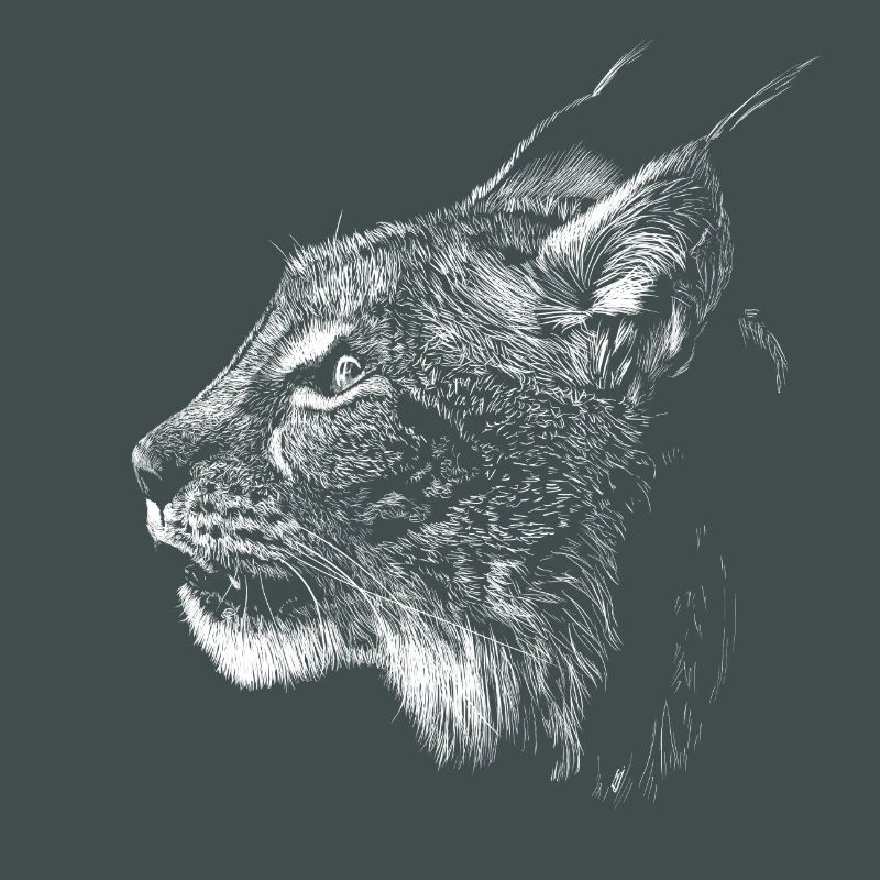 Luchs
