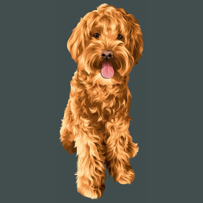Goldendoodle Schnoodle