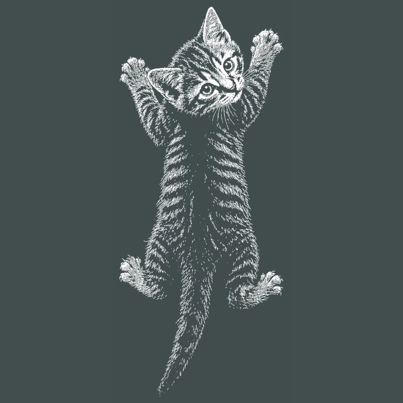 Kitten