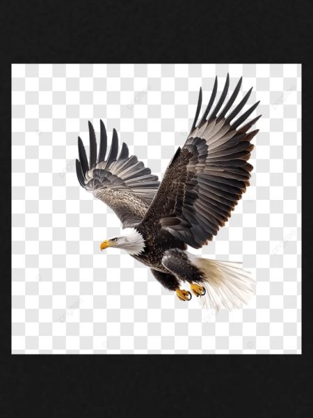 Flying Eagle Majestic Flight