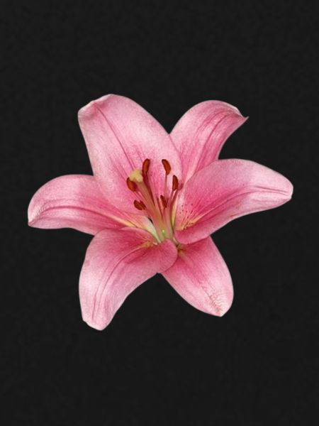 Lily Flower - lily