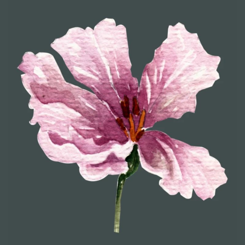 blume rosa