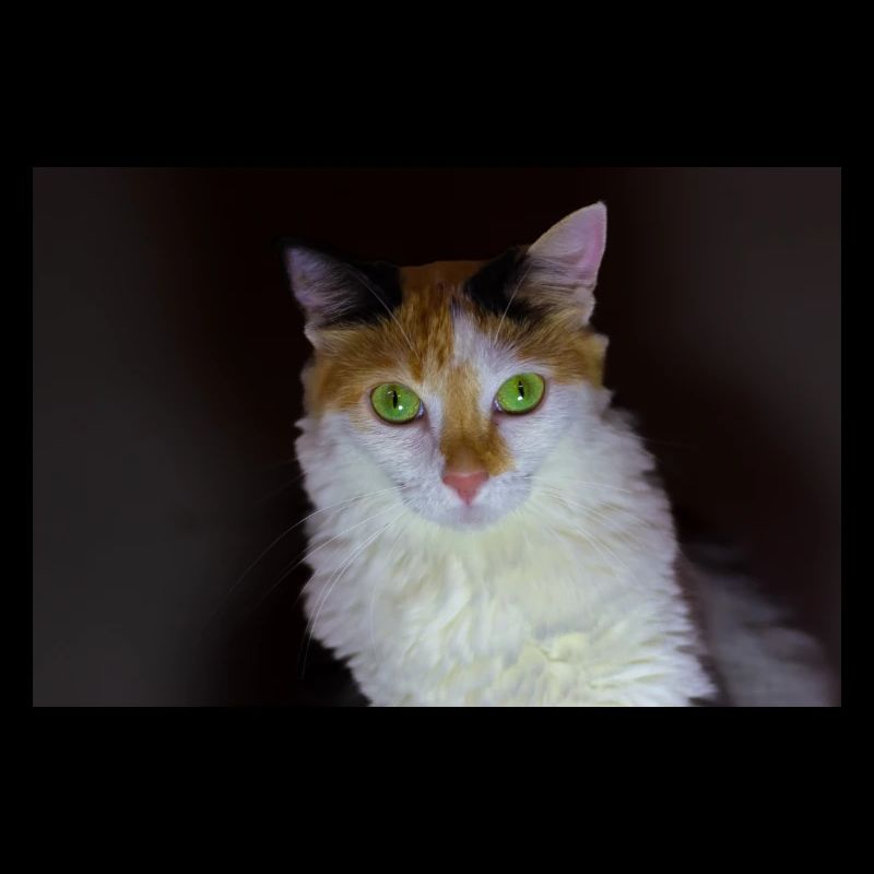 le chat au doux regard