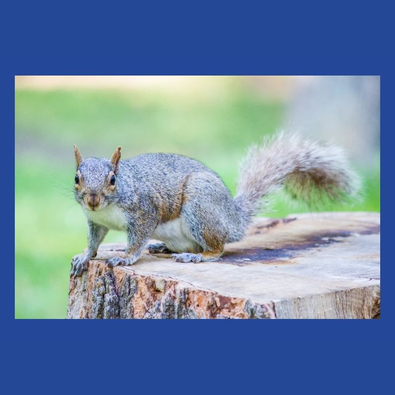 Grauhörnchen Sciurus carolinensis