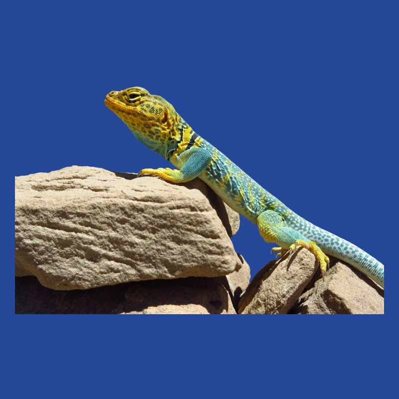 gecko lizard echse eidechse