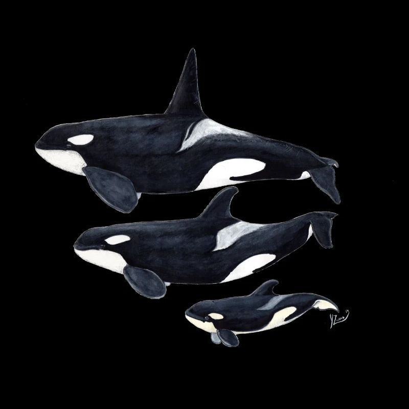 Orca - orque - arce