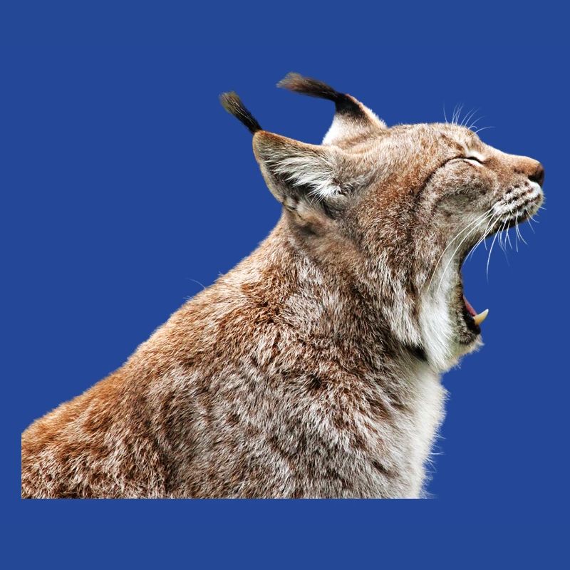 Linx chat chat lynx