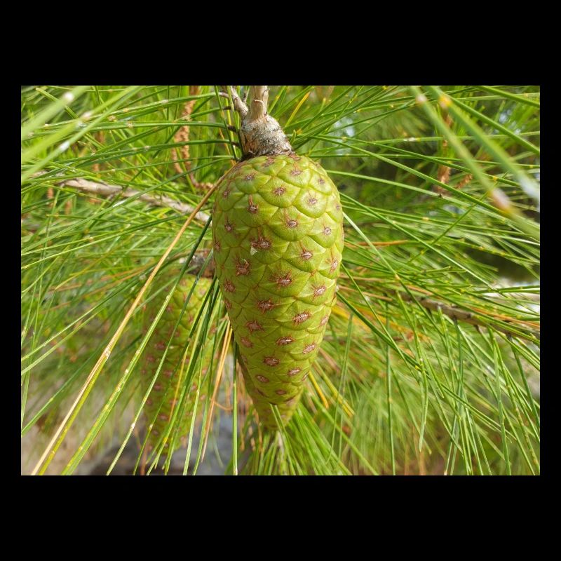Aleppo pine also Jerusalem pine Aleppo-Kiefer