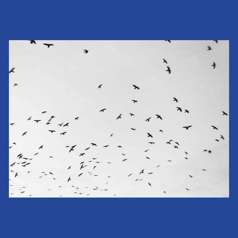 Excited crows with a cloudy sky