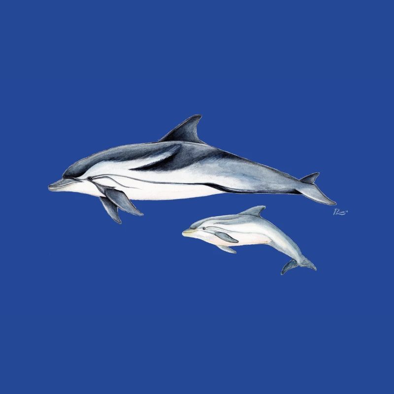 Liste Dolphin - dauphin rayé - dauphin